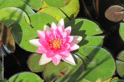 pinke Seerose auf runden Blättern