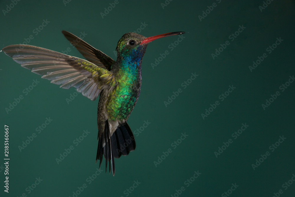 Obraz premium Broad-billed hummingbird in flight