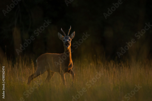 Obraz na plátně Male roe deer buck (Capreolus capreolus) barking on a meadow at sunset