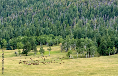 A herd of majestic elk grazing in a green meadow in Colorado