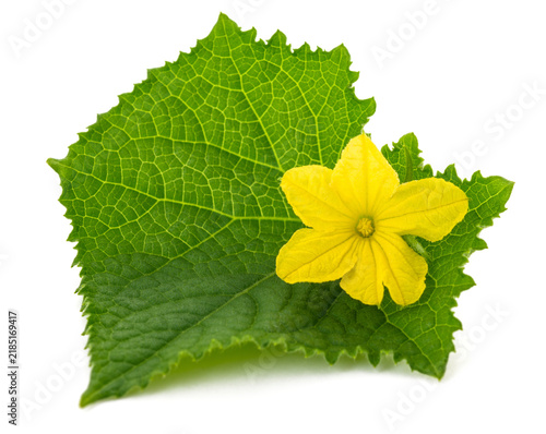 Fototapeta Cucumber leaf with flower