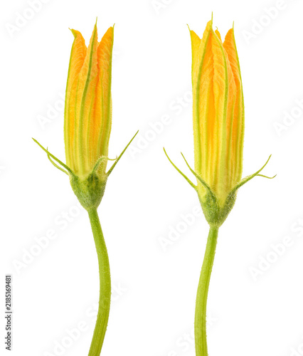 Fototapeta Squash blossom