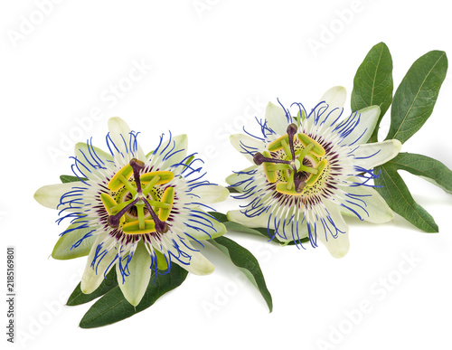 Passionflower Branch
