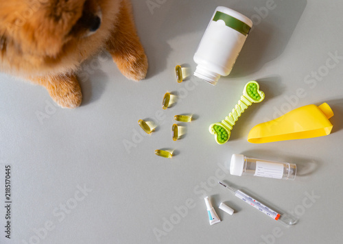 Pet Health and Care Supplies on Grey Surface. Pet medicine and pharmacy concept. 