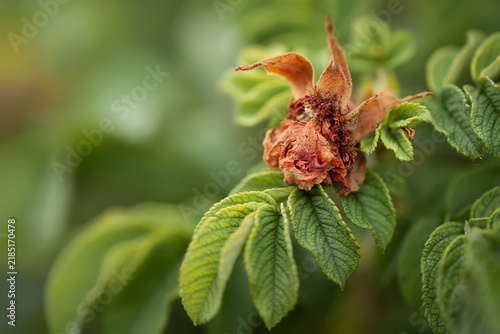 Dried withered peony flower on a bush