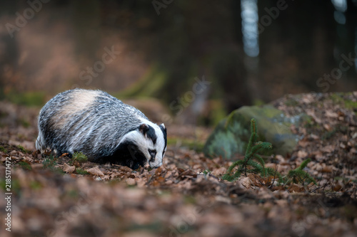 Obraz na plátně European badger Meles meles sniffing the ground in a forest covered with dry autumn leaves