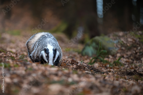 Canvas Print European badger Meles meles sniffing the ground in a forest covered with dry autumn leaves
