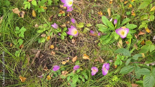 Colchicum flowers blooming across a grassy garden area with fallen leaves, capturing a natural late-season scene and delicate autumnal beauty.