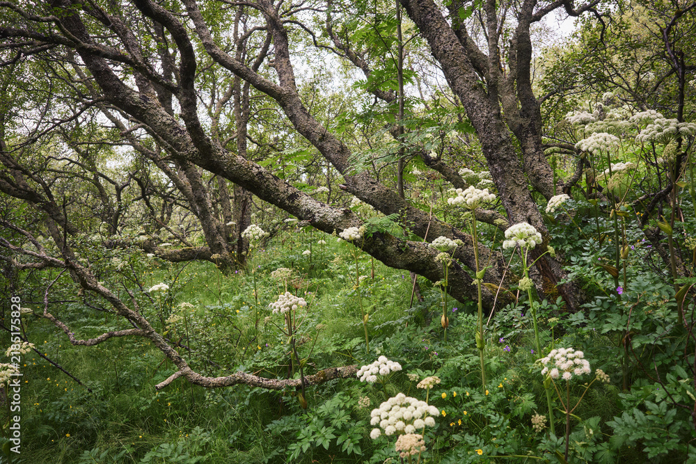 Obraz premium Green woodland with wildflowers in Iceland