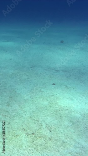 Vertical video of a minimal sandy seafloor beneath calm blue water. The nearly empty seabed creates broad negative space with subtle sand texture and soft blue underwater gradients.