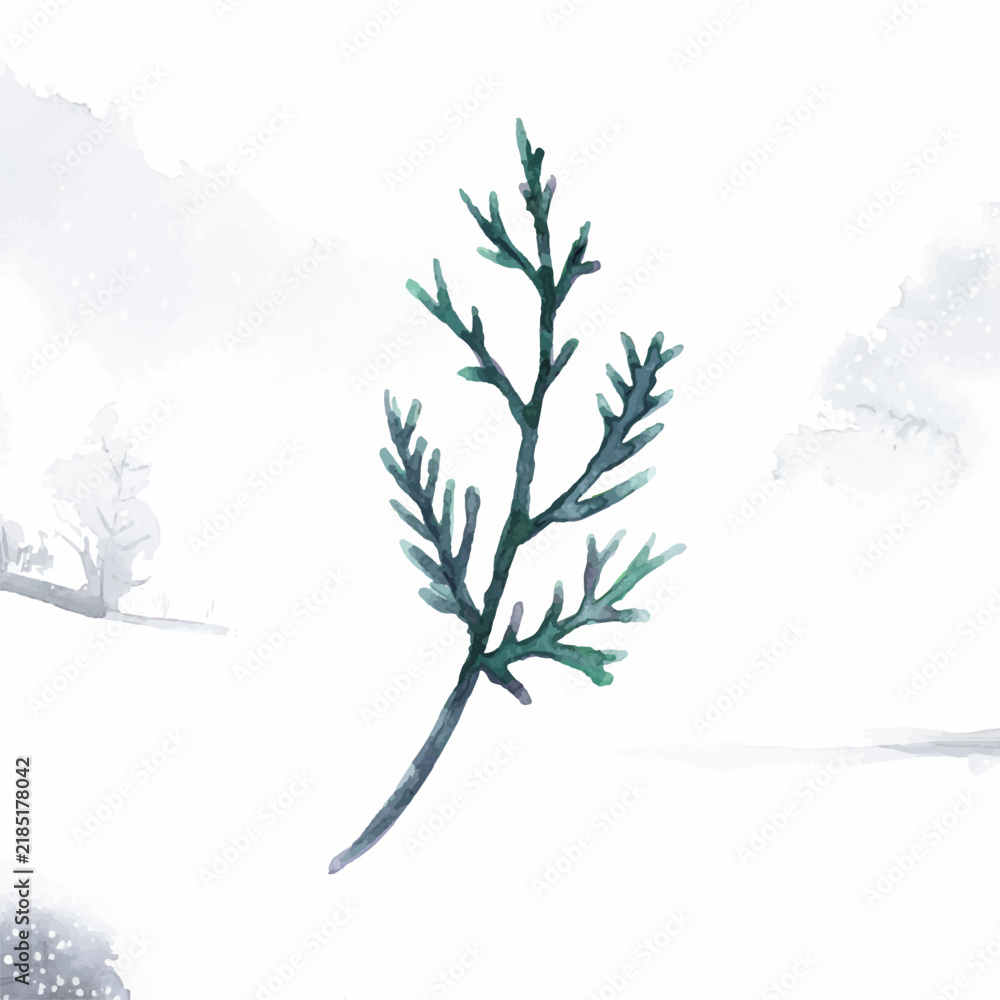 Fototapeta premium Hand-drawn cedar branch watercolor style vector
