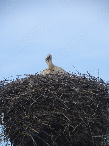 stork in nest