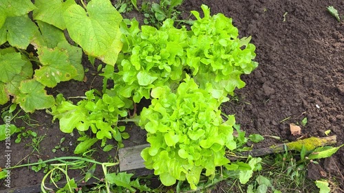 Fresh lettuce growing in a home garden during autumn, surrounded by rich soil and other plants, showing seasonal vegetable cultivation and traditional gardening.