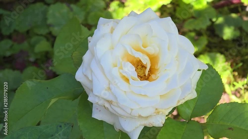 White rose blooming naturally in a home garden, surrounded by green leaves and illuminated by warm sunlight, capturing a peaceful summer outdoor scene.