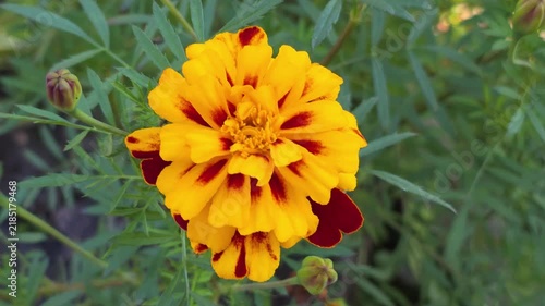 Golden marigold blooming outdoors with layered petals, slender foliage and unopened buds, illuminated by soft natural daylight in a summer planting.