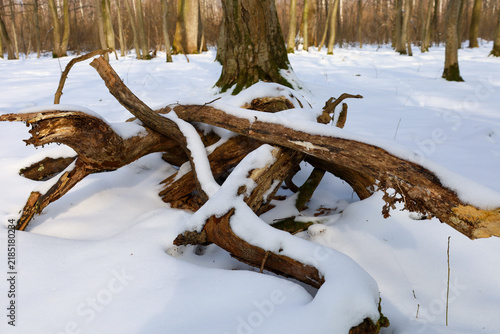 A massive old snag lies on a white blanket of snow in the middle of a quiet winter forest. A thick layer of snow softy wraps around the curved dry branches and tree bark.