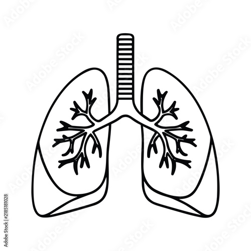 Принти на полотні Respiratory system anatomy and lung bronchial tree line art vector for medical e