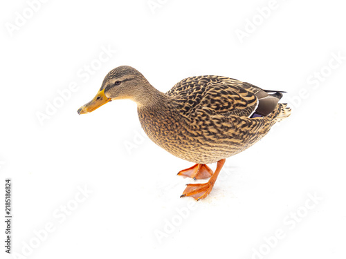 фотографія Female Mallard Duck Standing in Snow Isolated on White Background