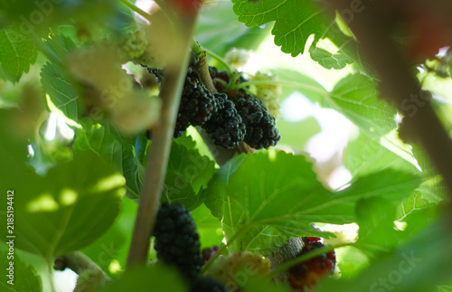 Ripe black mulberries hidden among green tree leaves