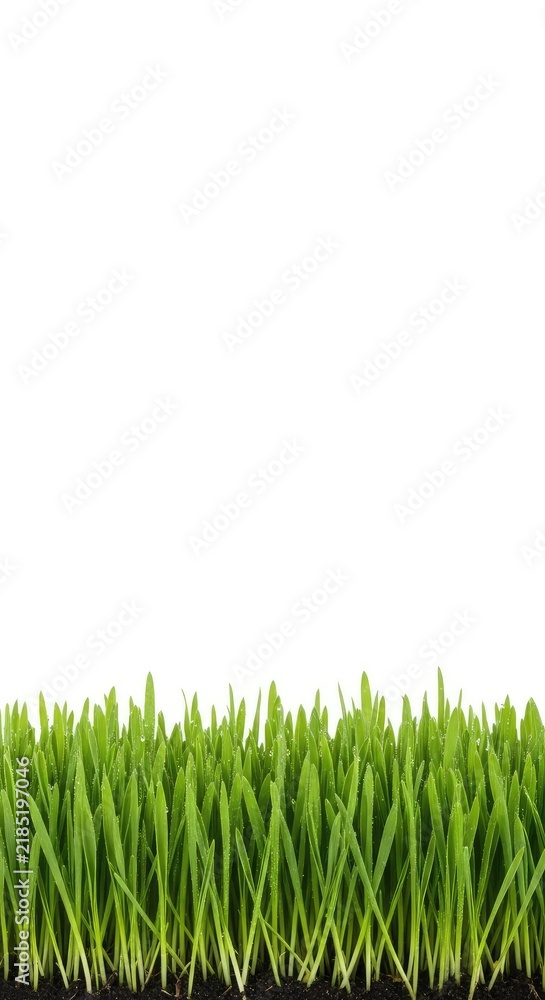Obraz premium A row of vibrant, fresh green grass blades growing in a straight line against a solid white background, ideal for nature border designs, row, border, meadow