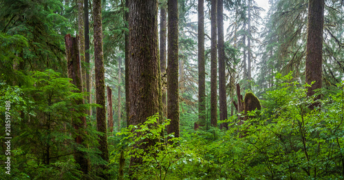 Obraz na plátně Beautiful wide panoramic view of ancient mossy trees and dense undergrowth in fo