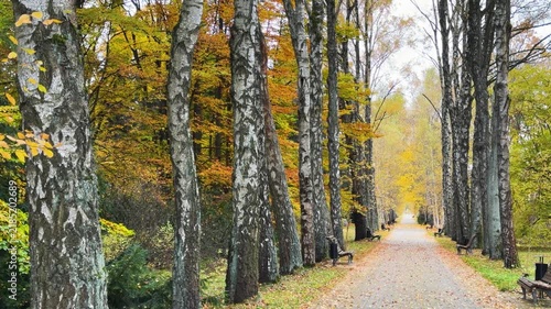 Mature birch tree with wide low branches arching over park floor blanketed by dense layer of golden-yellow fallen leaves, late autumn daytime scene with scattered green shrubs and distant tree line
