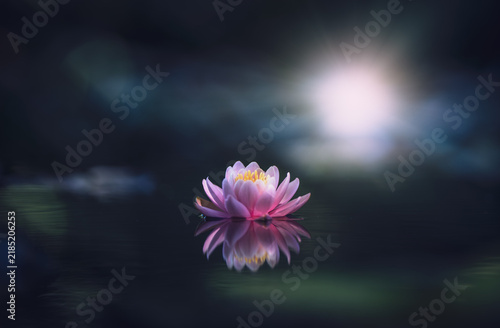 Pink lotus flower in the dark with sunshine
