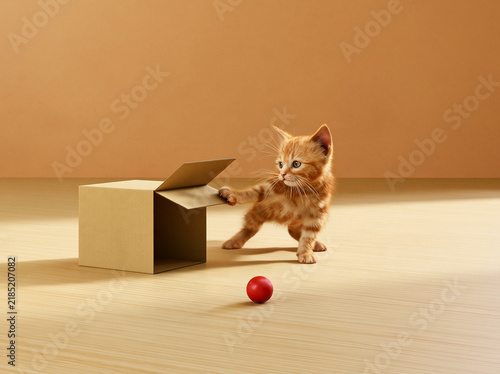 Playful ginger kitten touching a cardboard box beside a red ball