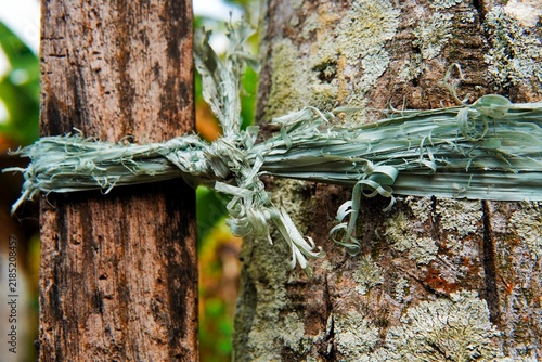 Quadro su tela Weathered plastic raffia string tied around a rough tree trunk.