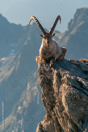 Mountain goat perched on a rocky ledge in a mountainous area during the day