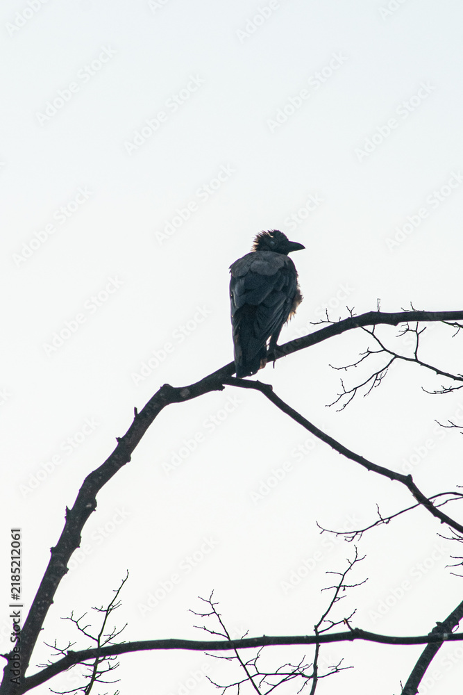 Fototapeta premium a lone black raven against a white background 