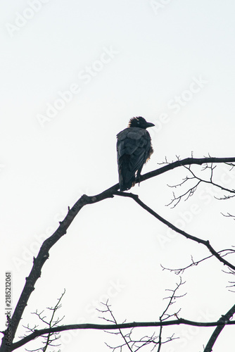 a lone black raven against a white background
