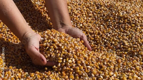 someones hands checking quality of corn