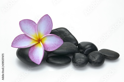 frangipani flower on black stones