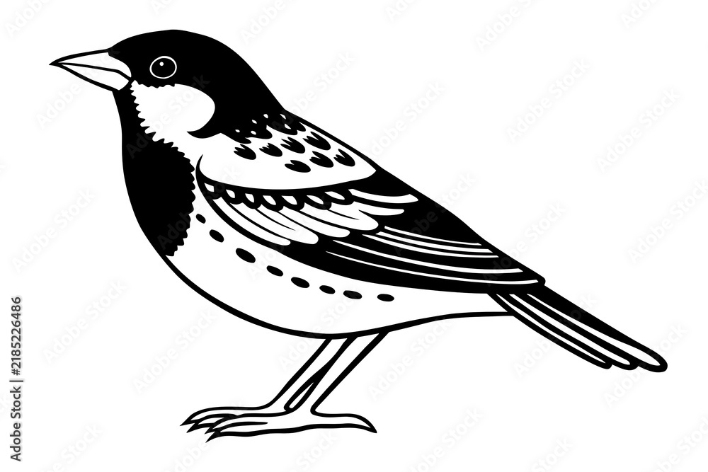 Fototapeta premium Black and white spotted bird perched standing