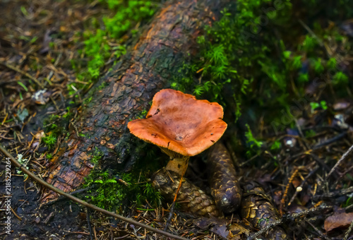 mushroom in the forest