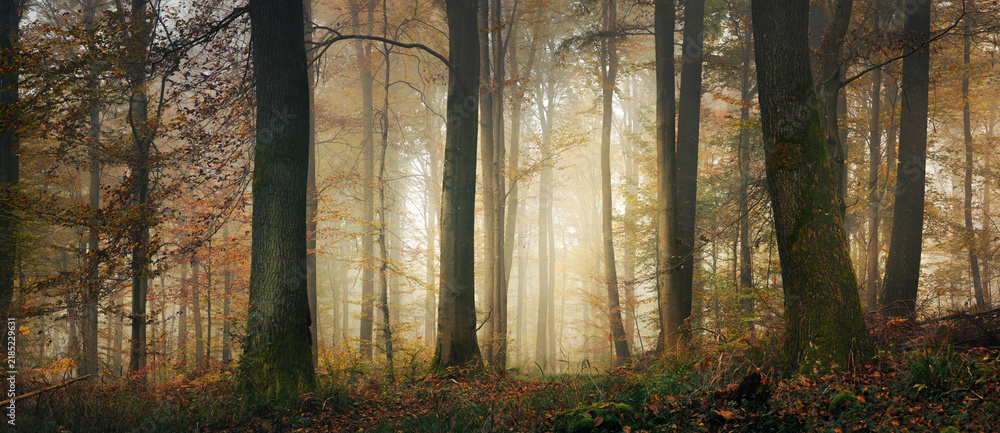 Obraz premium Fairytale mood in a forest in autumn, with the mystical sunlight illuminating the fog behind the tree trunks, wide panorama