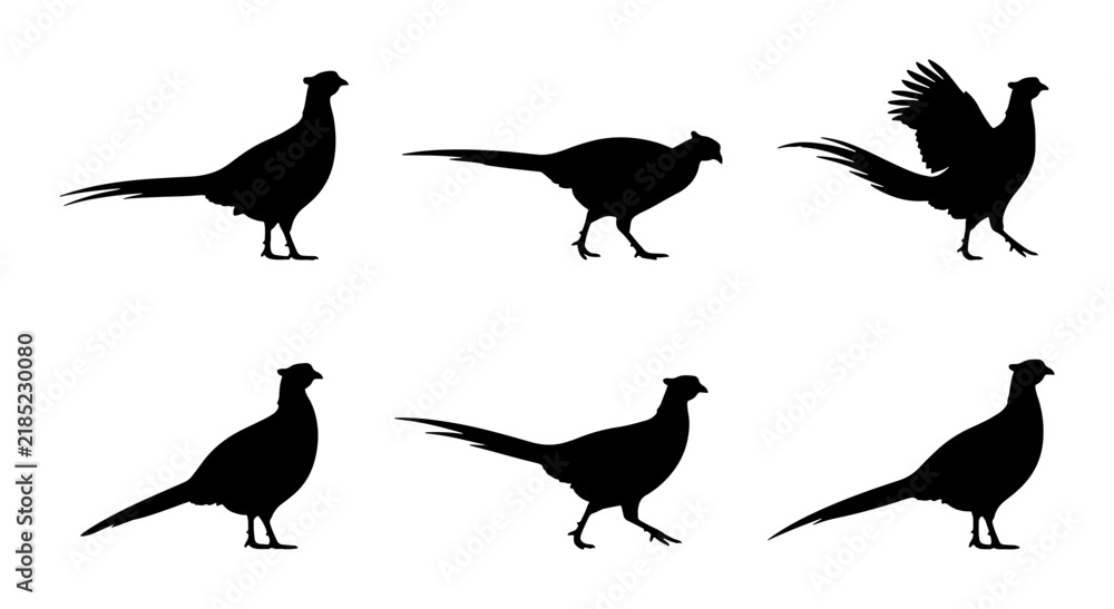 Fototapeta premium Pheasant Silhouettes, Vector Graphics of Birds in Various Poses, Wildlife Animal Icons