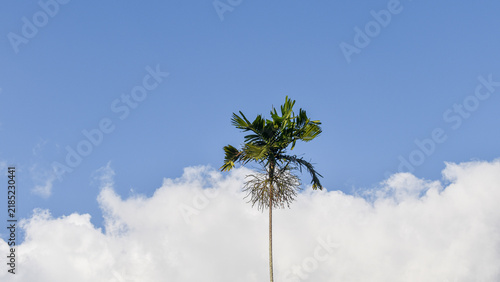 Fototapeta palm tree against blue sky