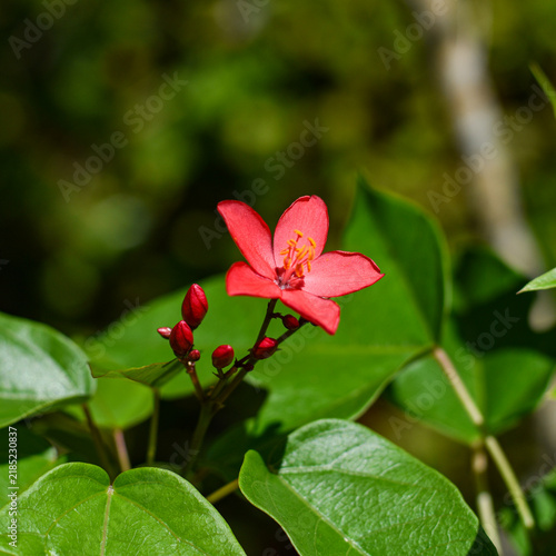 Fototapeta red and white flower