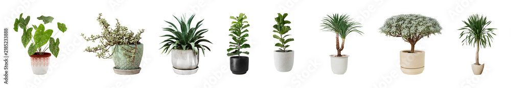 Obraz premium PNG Diverse potted plants arrangement on transparent background