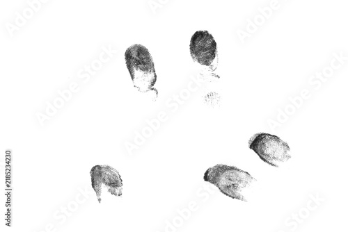 Fotografie Collection of dark gray fingerprint impressions scattered on transparent background, forensic identity texture