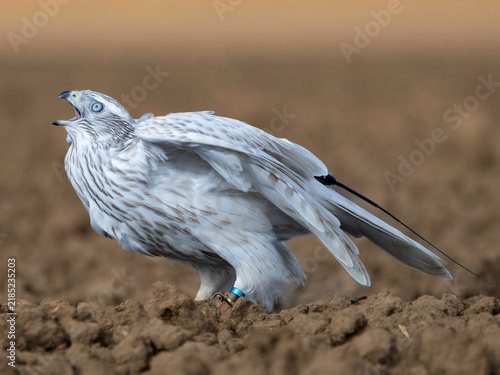 Accipiter Gentilis Albidus Kamchatka Goshawk falconry bird of prey