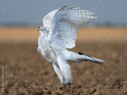 Accipiter Gentilis Albidus Kamchatka Goshawk falconry bird of prey