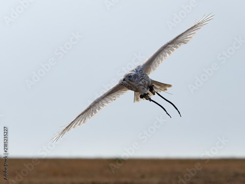 Accipiter Gentilis Albidus Kamchatka Goshawk falconry bird of prey