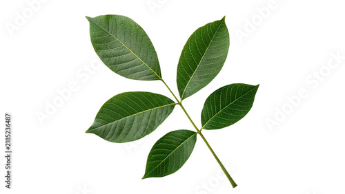 Obraz na płótnie Green walnut tree leaf branch branch botany isolated on transparent background