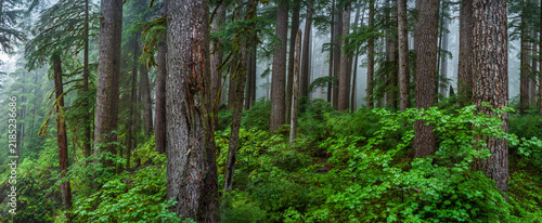 Fotografie Beautiful wide panoramic view of a dense misty pine forest near a waterfall with