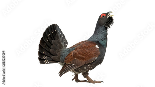Foto Wild black grouse capercaillie bird standing wildlife isolated on transparent ba