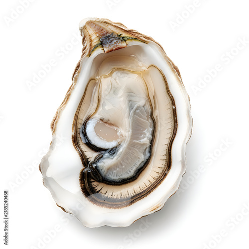 Fresh raw oyster shell isolated on a simple white background