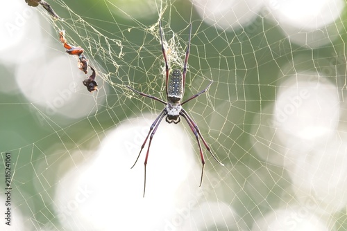 spider on web